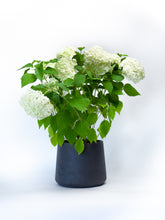 products/IMG_3882.jpg